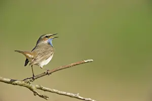 Svecica: Bluethroat (Luscinia svecica) singing