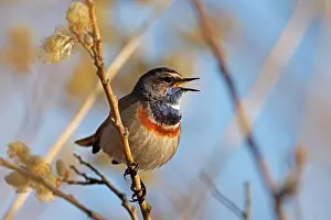Sing: Bluethroat (Luscinia svecica) singing on a branch
