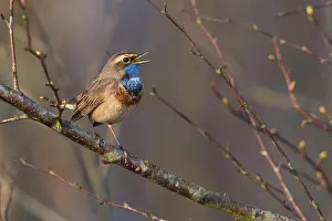 Sing: Bluethroat (Luscinia svecica), singing on a branch
