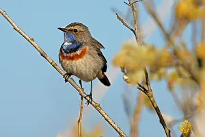 Luscinia: Bluethroat (Luscinia svecica) sitting on a branch