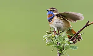Singing: Bluethroat male alighting and singing on his summer