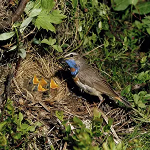 R T Smith: Bluethroat - male at nest with young