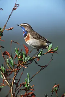 Bluethroat: BLUETHROAT - MALE, ON PERCH