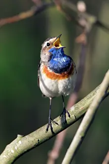 Bluethroats: Bluethroat - male singing and displaying Island