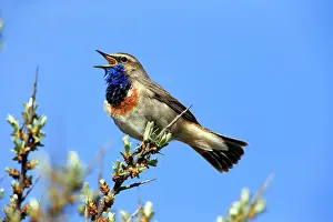 Bluethroats: Bluethroat - male singing and displaying Island