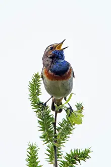 Bluethroats: Bluethroat - male singing and displaying Island