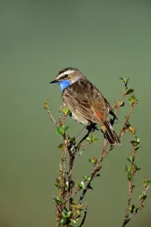 Bluethroats: Bluethroat - male in spring