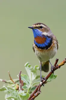 Perch: Bluethroat male on his summer territory in the arctic tundra