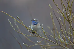 190219: Bluethroat - male - Sweden