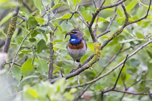 Bluethroats: Bluethroat - male, white spotted variety, with dragonfly