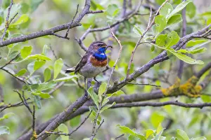 Bluethroats: Bluethroat - male, white spotted variety, with dragonfly