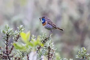 Bluethroats: Bluethroat - male, white spotted variety, with dragonfly