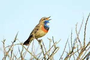 Bluethroats: Bluethroat - male, white spotted variety, singing