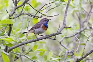 Bluethroats: Bluethroat - male, white spotted variety, singing