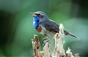Bluethroat: BLUETHROAT - SINGING