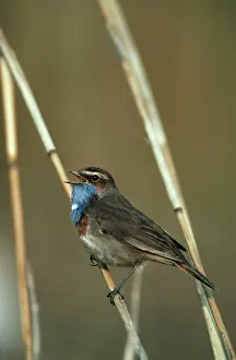 Bluethroats: Bluethroat singing on reed