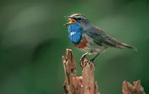 Bluethroats: BLUETHROAT - singing in Spring