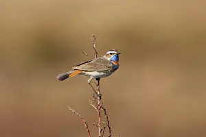 Bluethroats: Bluethroat - On song perch