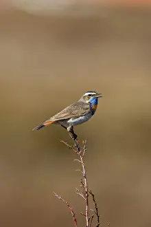 Bluethroats: Bluethroat - On song perch