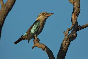 Dacelo: Bluewinged Kookaburra perched on a branch Peppimenarti