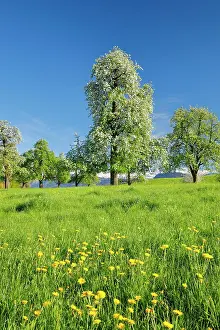 Hirzel: Bluhende Birnbaume im Fruhling in bluhender Blumenwiese