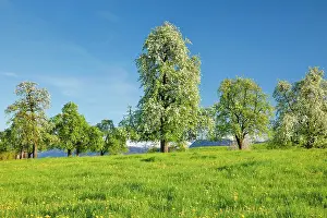 Hirzel: Bluhende Birnbaume im Fruhling in bluhender Blumenwiese