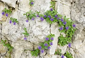Bluish: Bluish Paederota - on limestone