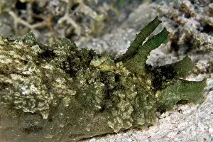 Lea Lee: Blunt End Sea Hare