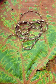 Blunt: Blunt-headed Tree Snake