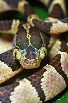 Blunt: Blunt-headed tree snake