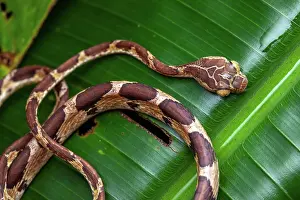 Amazonian: Blunt-headed treesnake (Imantodes cenchoa) on a