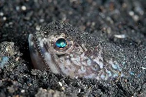 Nose: Blunt-nose Lizardfish