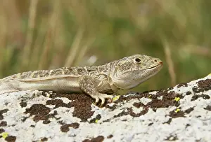 Blunt: Blunt-nosed Leopard Lizard