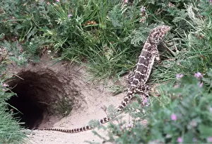 Lizards: BLUNT-NOSED LEOPARD LIZARD
