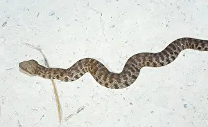Blunt: Blunt-Nosed Viper on sand, Cyprus