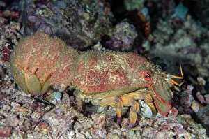 Shell: Blunt Slipper Lobster