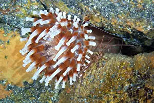 Blunt: Blunt-tentacled Anemone (Telmatactis cricoides)