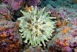 Blunt: Blunt-tentacled Anemone (Telmatactis cricoides)