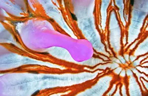 Blunt: Blunt-tentacled Anemone (Telmatactis cricoides)