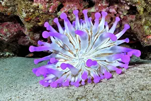 Blunt: Blunt-tentacled Anemone (Telmatactis cricoides)