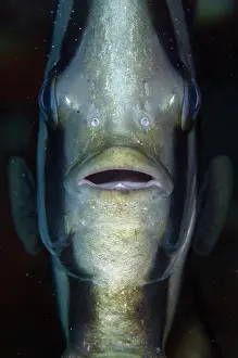 Banded: Blunthead Batfish