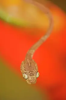 Cenchoa: Blunthead Tree Snake