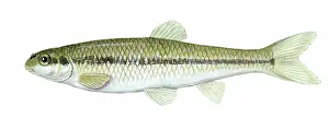 Cyprinidae: Bluntnose Minnow