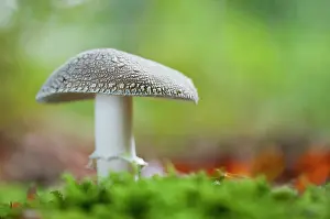 Amanita: Blusher
