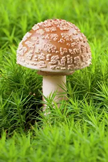 Amanita: Blusher