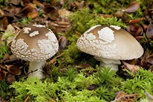 Blusher: The blusher; edible fungus if well-cooked