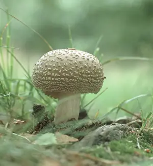 Amanita: Blusher Mushroom