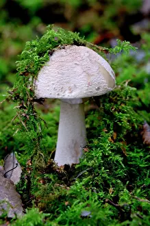 Blusher: The Blusher - found in woodland from summer to