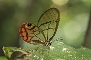 110119: Blushing Phantom / Clearwing Satyr (Cithaerias pireta)