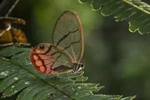 110119: Blushing Phantom / Clearwing Satyr (Cithaerias pireta)